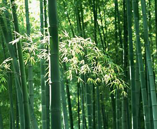 毛竹竹齡對(duì)竹纖維束提取及性能的影響